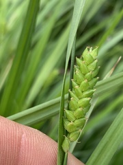 Carex flaccosperma
