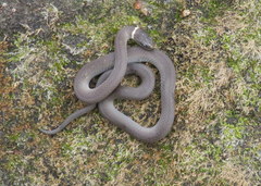 Diadophis punctatus stictogenys