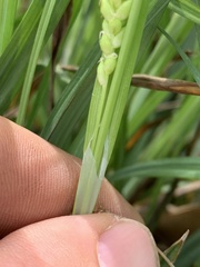 Carex flaccosperma