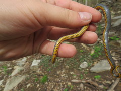 Diadophis punctatus stictogenys