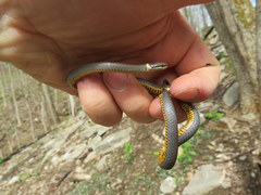 Diadophis punctatus stictogenys