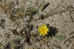 Launaea sarmentosa