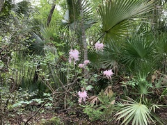 Rhododendron canescens image