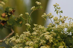 Mikania cordata