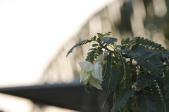 Sesbania grandiflora