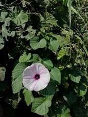 Ipomoea campanulata