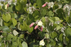 Azanza lampas