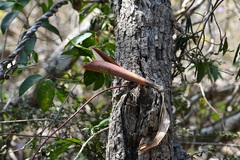 Trichocentrum andreanum