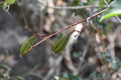 Trichocentrum andreanum