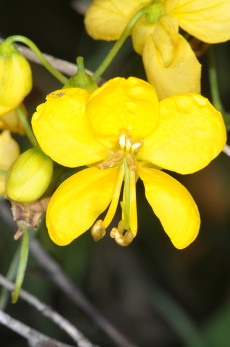 Argentine senna (Senna corymbosa)