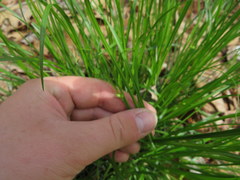 Carex jamesii