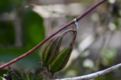 Trichocentrum andreanum