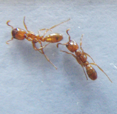 Dorylus helvolus