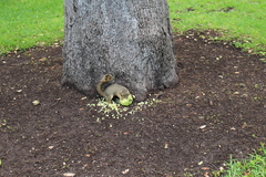 Sciurus niger