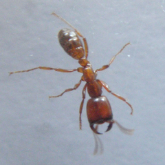 Dorylus helvolus