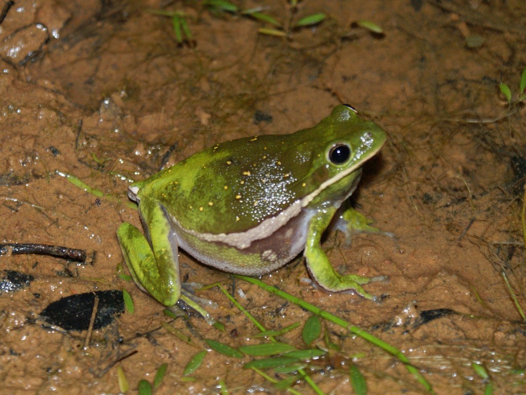 American Green Treefrog