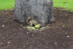 Sciurus niger