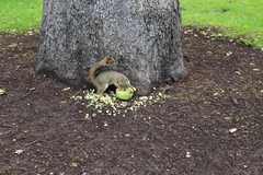 Sciurus niger