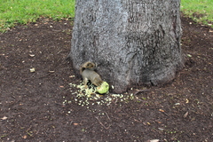 Sciurus niger