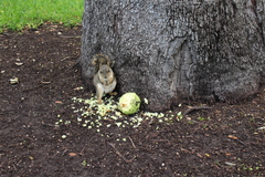 Sciurus niger