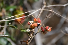 Paullinia fuscescens