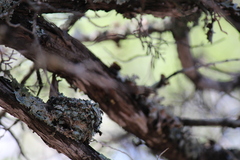 Trochilidae