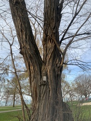 Robinia pseudoacacia