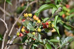 Paullinia fuscescens