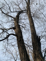 Robinia pseudoacacia