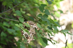 Vireo griseus