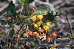 Paullinia fuscescens