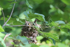 Vireo griseus