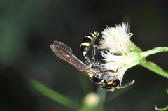 Trachypus spegazzinii