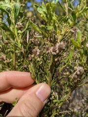 Gnorimoschema baccharisella