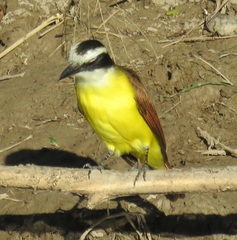 Pitangus sulphuratus