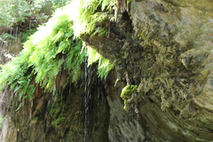 Bryophyta
