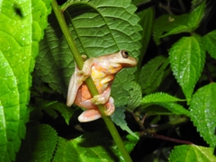 Dendropsophus columbianus