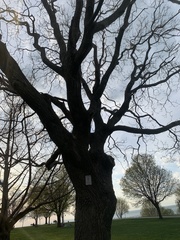 Koelreuteria paniculata