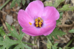 Modiolastrum gilliesii