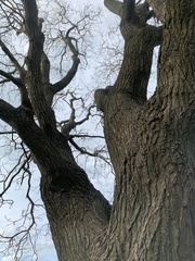 Koelreuteria paniculata