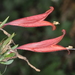 Uruguayan Firecracker Plant - Photo (c) aacocucci, some rights reserved (CC BY-NC), uploaded by aacocucci