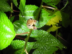 Dendropsophus columbianus