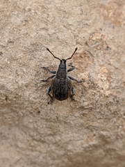 Peritelus