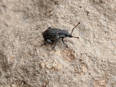 Peritelus