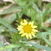 Chrysanthellum indicum afroamericanum - Photo (c) aacocucci, algunos derechos reservados (CC BY-NC), subido por aacocucci