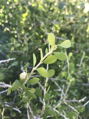 Schaefferia cuneifolia