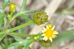 Chrysanthellum indicum afroamericanum