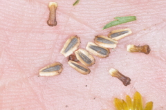 Chrysanthellum indicum afroamericanum