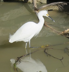 Egretta thula