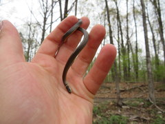 Diadophis punctatus stictogenys